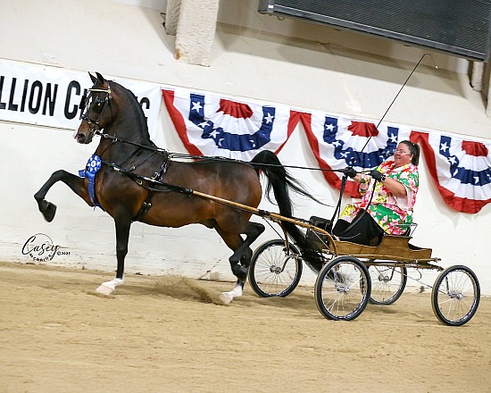 2025 Morgan Medallion Horse Show