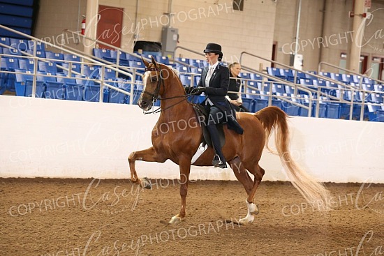 2025 American Cup Championship Arabian Show